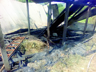 A fire in Kadve Budruk in Patan taluka; The death of six animals | पाटण तालुक्यातील कडवे बुद्रुकमध्ये आग; सहा जनावरांचा होरपळून मृत्यू A fire in Kadve Budruk in Patan taluka; The death of six animals | पाटण तालुक्यातील कडवे बुद्रुकमध्ये आग; सहा जनावरांचा होरपळून मृत्यू