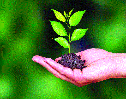 Sarpanch fills the house by planting trees | झाडे जगविल्यास घरपट्टी भरणार सरपंच Sarpanch fills the house by planting trees | झाडे जगविल्यास घरपट्टी भरणार सरपंच