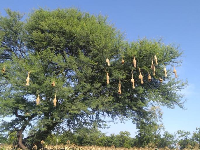  Satara: Sugar Chimani's Nesty Ready Possession, Best Practice of Artisanship | सातारा : सुगरण चिमणीची घरटी रेडी पझेशन, कारागिरीचा उत्तम नमुना