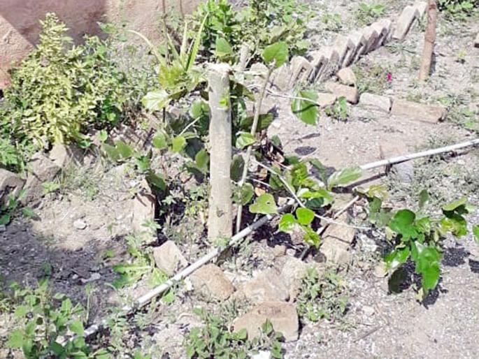 Slaughter of trees in the school yard | पाथरे खुर्द शाळेच्या आवारातील झाडांची कत्तल Slaughter of trees in the school yard | पाथरे खुर्द शाळेच्या आवारातील झाडांची कत्तल