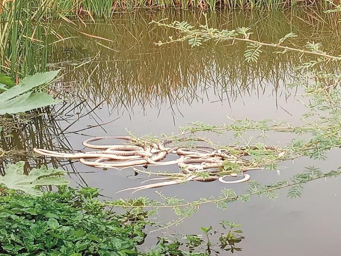 40 dead snakes found at Wadala Mahadev; Death by fishing | वडाळा महादेव येथे आढळले ४० मृत साप; माशांच्या जाळ्यात अडकल्याने मृत्यू 40 dead snakes found at Wadala Mahadev; Death by fishing | वडाळा महादेव येथे आढळले ४० मृत साप; माशांच्या जाळ्यात अडकल्याने मृत्यू