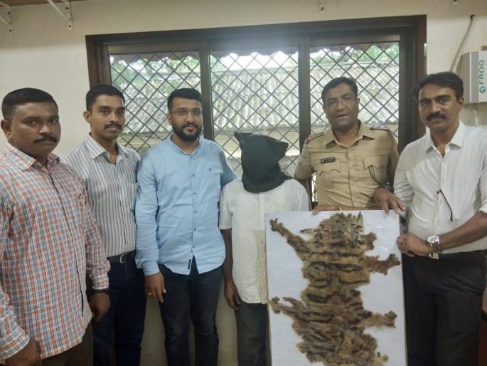 Smuggler arrested for smuggling tiger skin in Mumbra | वाघाच्या कातडीची तस्करी करणाऱ्यास मुंब्य्रातून अटक Smuggler arrested for smuggling tiger skin in Mumbra | वाघाच्या कातडीची तस्करी करणाऱ्यास मुंब्य्रातून अटक