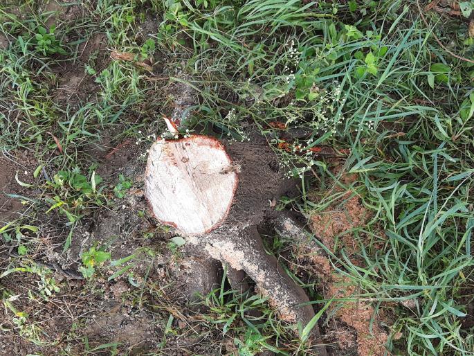 Chandranchor smokes at Umran | उमराणेत चंदनचोरांचा धुमाकूळ Chandranchor smokes at Umran | उमराणेत चंदनचोरांचा धुमाकूळ