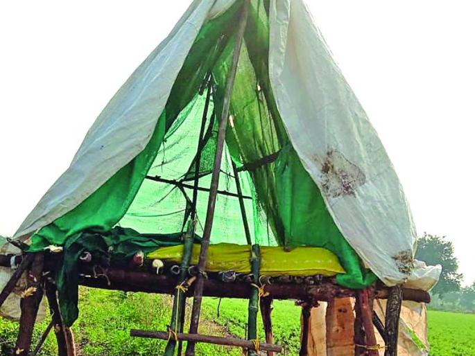 farmers have to protect their crops from wild animals | वनक्षेत्रालगत जमीन असलेला शेतकरी बारामही राखणीला! farmers have to protect their crops from wild animals | वनक्षेत्रालगत जमीन असलेला शेतकरी बारामही राखणीला!