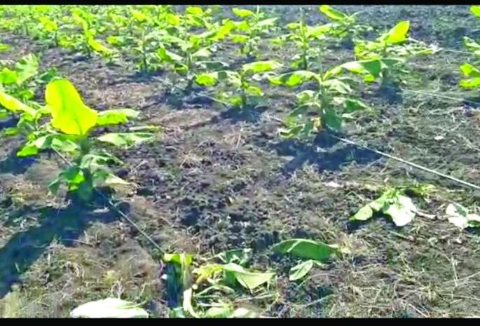 Cloudy weather; Farmers, take care of wheat and gram crops! | ढगाळ वातावरण; शेतकऱ्यांनो गहू, हरभरा पिकांना जपा! Cloudy weather; Farmers, take care of wheat and gram crops! | ढगाळ वातावरण; शेतकऱ्यांनो गहू, हरभरा पिकांना जपा!
