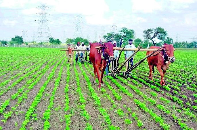 Nature's Wisdom on Rise Crops | उभ्या पिकांवर निसर्गाची वक्रदृष्टी