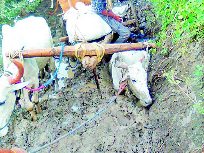 - | दैव बलवत्तर म्हणून वाचले शेतकऱ्यासह बैलांचे प्राण - | दैव बलवत्तर म्हणून वाचले शेतकऱ्यासह बैलांचे प्राण