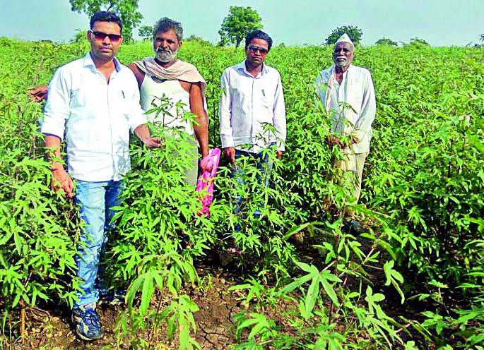 Trees grew; There is no address of flowers, ponds | झाडे वाढली; फुले, बोंडांचा पत्ताच नाही