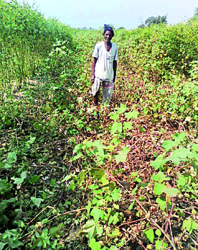 Randukar's Haidosan damages the cotton | रानडुकराच्या हैदोसाने कपाशीचे नुकसान