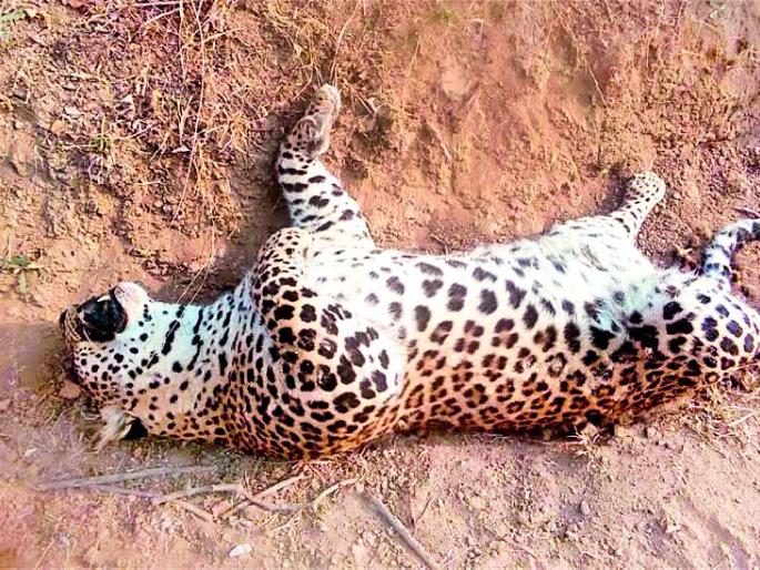 Three-and-a-half-year-old leopard | साडेतीन वर्षाच्या बिबट्याची हत्या Three-and-a-half-year-old leopard | साडेतीन वर्षाच्या बिबट्याची हत्या