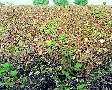 The difficulty of the survey done by Ulhalwadis | उलंगवाडी झालेल्यांच्या सर्वेची अडचण The difficulty of the survey done by Ulhalwadis | उलंगवाडी झालेल्यांच्या सर्वेची अडचण