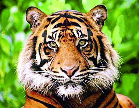 In the Gwaltha Gut, the tiger has been attacked by bulls | गावालगत गोठ्यात शिरुन वाघाने केली बैलाची शिकार In the Gwaltha Gut, the tiger has been attacked by bulls | गावालगत गोठ्यात शिरुन वाघाने केली बैलाची शिकार