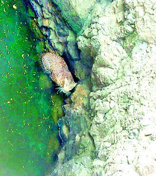 Lived in a well-dumped leopard | विहिरीत अडकलेल्या बिबट्याला जीवदान Lived in a well-dumped leopard | विहिरीत अडकलेल्या बिबट्याला जीवदान