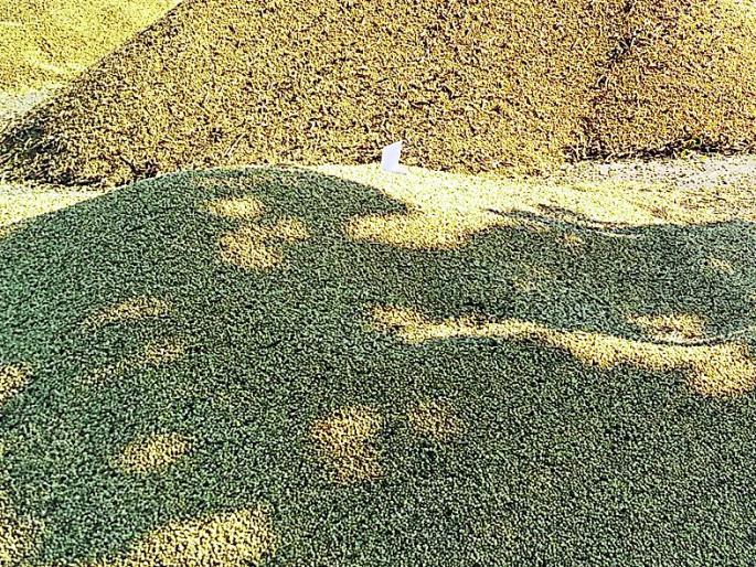 5.61 crore was received after the year's receipt | वर्षभराच्या प्रतीक्षेनंतर मिळाले मदतीचे ५.६१ कोटी 5.61 crore was received after the year's receipt | वर्षभराच्या प्रतीक्षेनंतर मिळाले मदतीचे ५.६१ कोटी