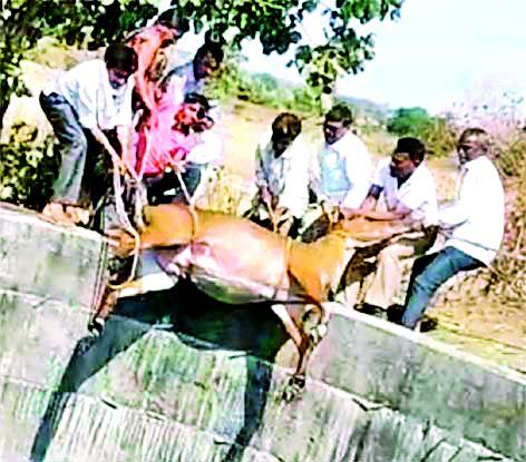 Nilgai's death by lying in the well | विहिरीत पडून निलगाईचा मृत्यू Nilgai's death by lying in the well | विहिरीत पडून निलगाईचा मृत्यू