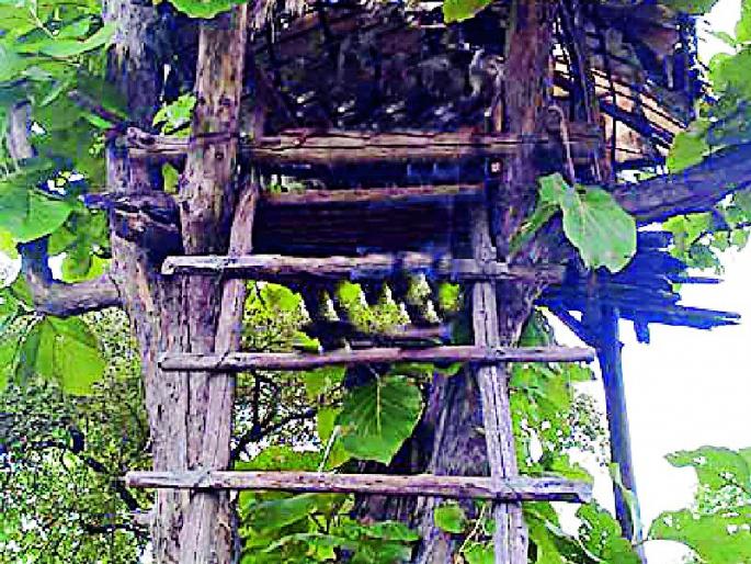 Wildlife census of Buddha Purnima in chanderi light | बुद्ध पौर्णिमेला चंदेरी प्रकाशात वन्यप्राणी प्रगणना Wildlife census of Buddha Purnima in chanderi light | बुद्ध पौर्णिमेला चंदेरी प्रकाशात वन्यप्राणी प्रगणना