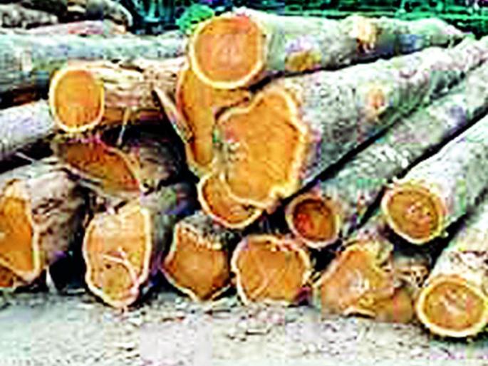 Trapping from Telangana in Telangana | पांढरकवडातून तेलंगणात सागवान तस्करी Trapping from Telangana in Telangana | पांढरकवडातून तेलंगणात सागवान तस्करी