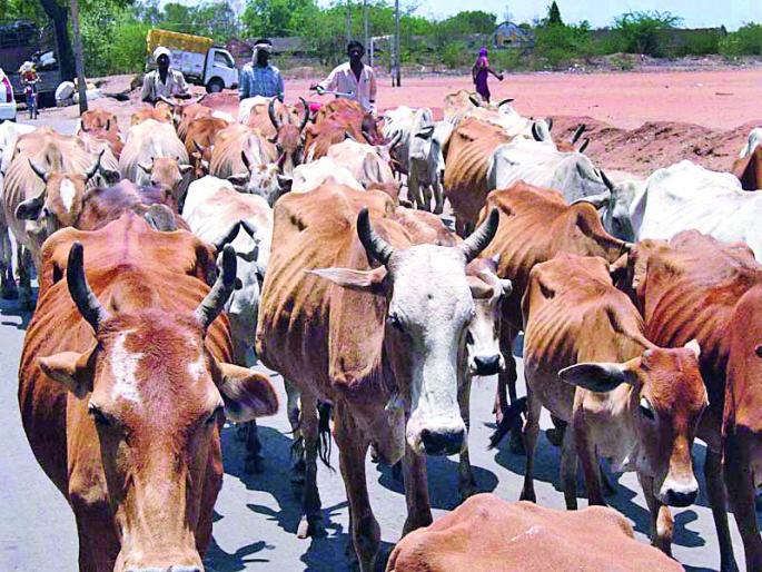 Trafficking animals on Telangana border | तेलंगणा सीमेवर जनावरांची तस्करी Trafficking animals on Telangana border | तेलंगणा सीमेवर जनावरांची तस्करी