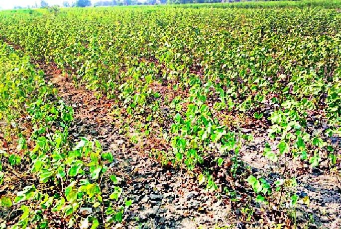 Kadashi crashed in Umarkhed taluka | उमरखेड तालुक्यातील कपाशी संकटात Kadashi crashed in Umarkhed taluka | उमरखेड तालुक्यातील कपाशी संकटात