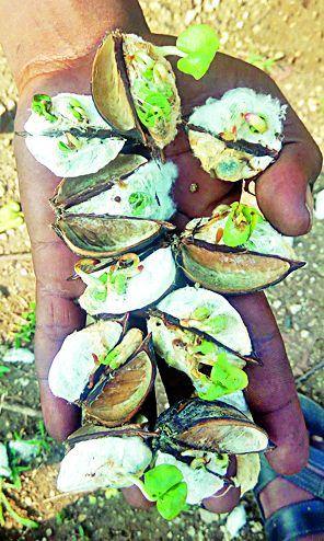 Backstorm rains hit | परतीच्या पावसाचा पिकांना फटका Backstorm rains hit | परतीच्या पावसाचा पिकांना फटका