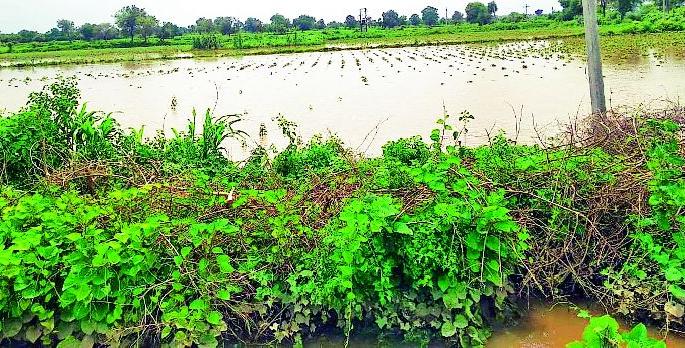 Heavy rains in Ner, Yavatmal | नेर, यवतमाळमध्ये पावसाची मुसळधार एन्ट्री Heavy rains in Ner, Yavatmal | नेर, यवतमाळमध्ये पावसाची मुसळधार एन्ट्री