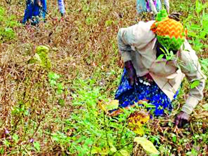 Farmers neglected in the throes of elections | निवडणुकीच्या धामधुमीत शेतकरी दुर्लक्षित Farmers neglected in the throes of elections | निवडणुकीच्या धामधुमीत शेतकरी दुर्लक्षित