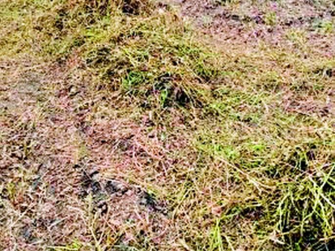 The price of soybean in the market is only one and a half thousand | सोयाबीनला बाजारात अवघ्या दीड हजारांचा भाव The price of soybean in the market is only one and a half thousand | सोयाबीनला बाजारात अवघ्या दीड हजारांचा भाव