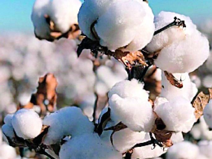 Forty percent of the farmers did not have cotton in their houses | ४० टक्के शेतकऱ्यांच्या घरात कापूसच नव्हता Forty percent of the farmers did not have cotton in their houses | ४० टक्के शेतकऱ्यांच्या घरात कापूसच नव्हता