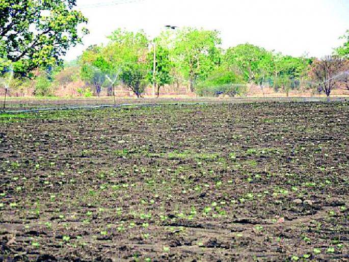 Risk of six lakh hectares without rains | पावसाविना सहा लाख हेक्टर पिकाला धोका