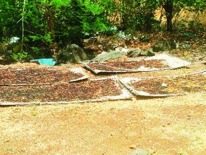  Lives of the peacocks for water | पाण्यासाठी आलेल्या मोरांना मातोरीत जीवदान