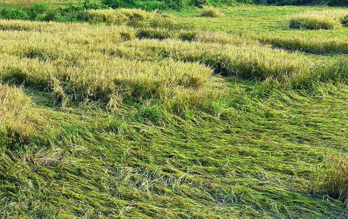 148 crore loss in Nagpur region due to return rains | परतीच्या पावसामुळे नागपूर विभागात १४८ कोटींचे नुकसान