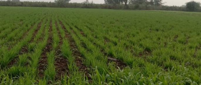 Thunder and hail threat to Gondia district from cloudy weather | गोंदिया जिल्ह्यात तूर व हरभराला ढगाळ वातावरणापासून धोका Thunder and hail threat to Gondia district from cloudy weather | गोंदिया जिल्ह्यात तूर व हरभराला ढगाळ वातावरणापासून धोका