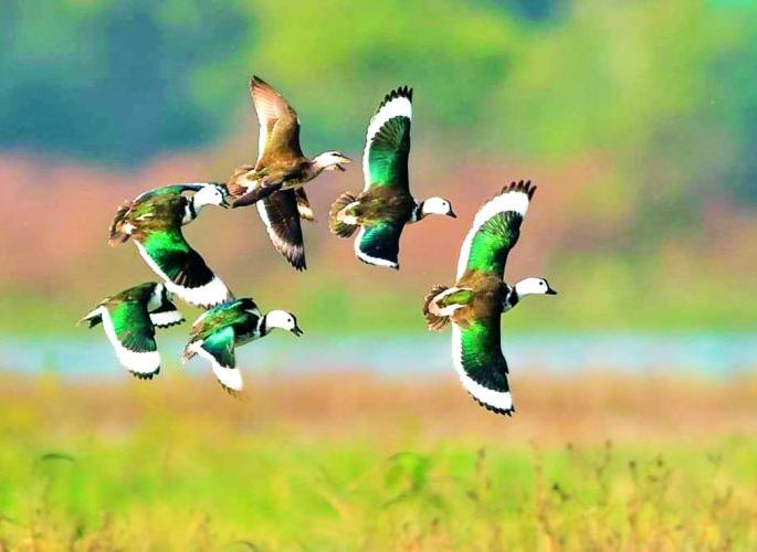 Birds chirp on all reservoirs in Nagpur district | नागपूर जिल्ह्यातील सर्वच जलाशयांवर पक्ष्यांचा किलबिलाट Birds chirp on all reservoirs in Nagpur district | नागपूर जिल्ह्यातील सर्वच जलाशयांवर पक्ष्यांचा किलबिलाट