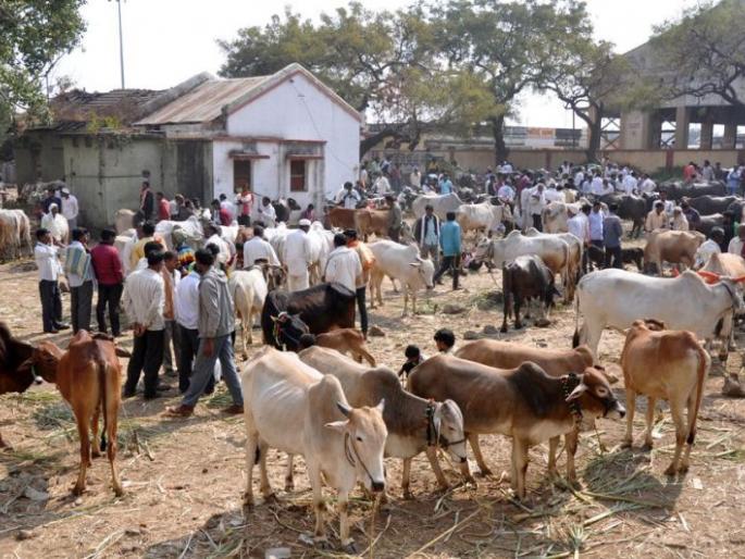 Water shortage; farmer in trouble in Vidarbha | पाण्याअभावी चाराटंचाईच्या झळा; विदर्भातील गोपालक अडचणीत Water shortage; farmer in trouble in Vidarbha | पाण्याअभावी चाराटंचाईच्या झळा; विदर्भातील गोपालक अडचणीत