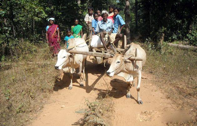 Students in Gadchiroli have to Travel by bullock cart instead of Bus | गडचिरोलीत विद्यार्थ्यांना बसअभावी करावा लागतो बैलगाडीने प्रवास Students in Gadchiroli have to Travel by bullock cart instead of Bus | गडचिरोलीत विद्यार्थ्यांना बसअभावी करावा लागतो बैलगाडीने प्रवास
