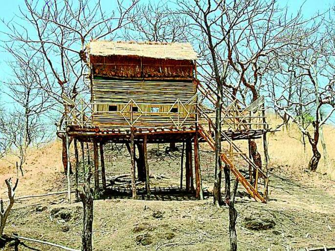 Wildlife census on scaffolding today at Melghat Tiger Reserve | मेळघाट व्याघ्र प्रकल्पात आज मचानीवर वन्यप्राणी गणना