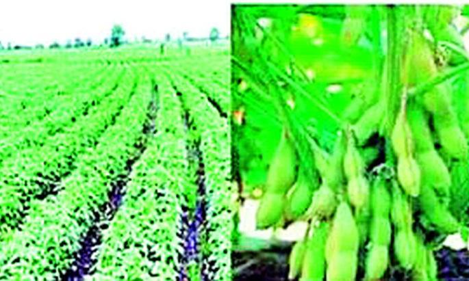 Short-term soybean crop benefits farmers | अल्प कालावधीतील सोयाबीन पीक शेतकऱ्यांना फायद्याचे