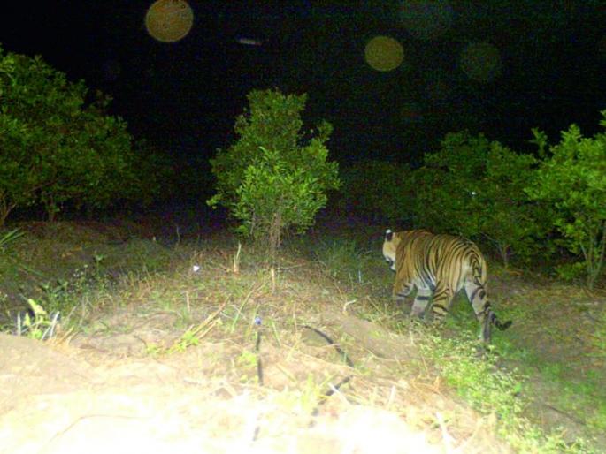 ‘Pushpa’ is looking for a natural habitat | ‘पुष्पा’ शोधतोय नैसर्गिक अधिवास ‘Pushpa’ is looking for a natural habitat | ‘पुष्पा’ शोधतोय नैसर्गिक अधिवास