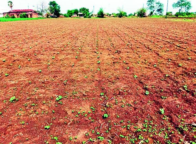 The deer nurtured the hopes of the farmers | मृगधारांनी शेतकऱ्यांच्या आशेला पालवी The deer nurtured the hopes of the farmers | मृगधारांनी शेतकऱ्यांच्या आशेला पालवी