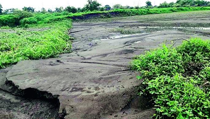 Yashoda, Bhadadi Hali Sairat; Waiting for agricultural crops! | यशोदा, भदाडी झाली सैराट; शेतीपिकांची लावलीय वाट! Yashoda, Bhadadi Hali Sairat; Waiting for agricultural crops! | यशोदा, भदाडी झाली सैराट; शेतीपिकांची लावलीय वाट!