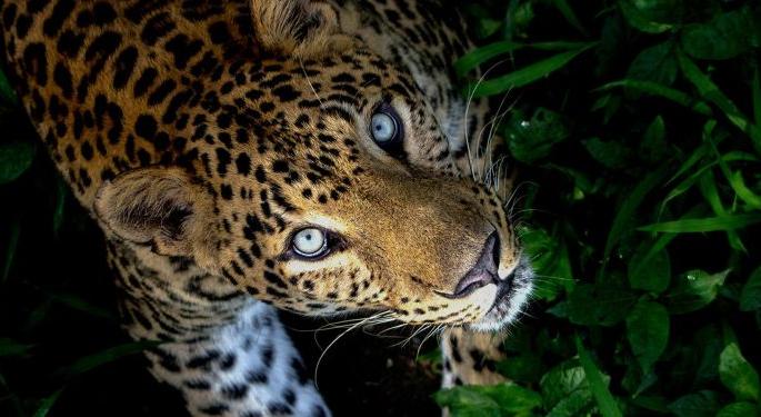 Now only the forest department should protect our lives ..;call of Surgaonkar | आता वनविभागानेच आमच्या जिवाचे रक्षण करावे.. ; सूरगावकरांची आर्त हाक Now only the forest department should protect our lives ..;call of Surgaonkar | आता वनविभागानेच आमच्या जिवाचे रक्षण करावे.. ; सूरगावकरांची आर्त हाक