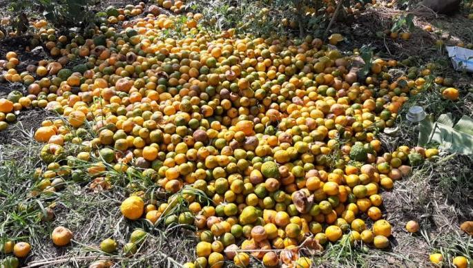 The return rains hit the oranges in Wardha district | परतीच्या पावसाचा वर्धा जिल्ह्यातील संत्राबागांना फटका The return rains hit the oranges in Wardha district | परतीच्या पावसाचा वर्धा जिल्ह्यातील संत्राबागांना फटका