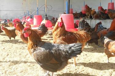 Wonderful ! As the hens stopped laying eggs in Pune, they reached the police station directly | अहो आश्चर्यम् ! कोंबड्यांनी अंडी देणे केले बंद म्हणून थेट पोलिस स्टेशनच गाठले Wonderful ! As the hens stopped laying eggs in Pune, they reached the police station directly | अहो आश्चर्यम् ! कोंबड्यांनी अंडी देणे केले बंद म्हणून थेट पोलिस स्टेशनच गाठले
