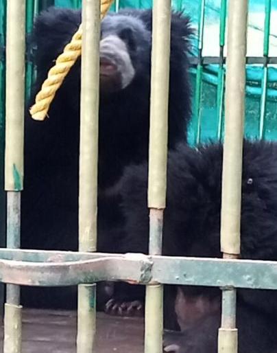 Life support to two bear lying in wells in Chandrapur district | चंद्रपूर जिल्ह्यात विहिरीत पडलेल्या दोन अस्वलांना जीवनदान Life support to two bear lying in wells in Chandrapur district | चंद्रपूर जिल्ह्यात विहिरीत पडलेल्या दोन अस्वलांना जीवनदान