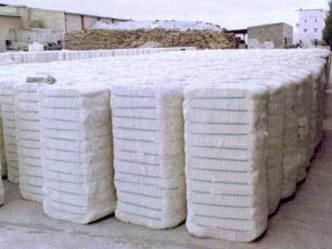 Why give ‘data’ of cotton production? | रुई उत्पादनाचा ‘डेटा’ देणार काेण? Why give ‘data’ of cotton production? | रुई उत्पादनाचा ‘डेटा’ देणार काेण?