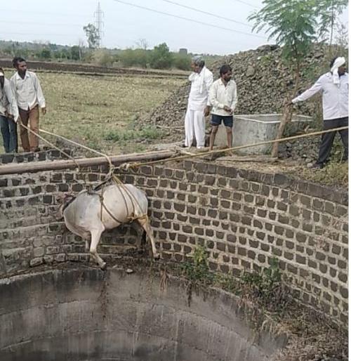 A bull fell into a well and died in Wardha district | वर्धा जिल्ह्यात बैलाचा विहिरीत पडून मृत्यू A bull fell into a well and died in Wardha district | वर्धा जिल्ह्यात बैलाचा विहिरीत पडून मृत्यू