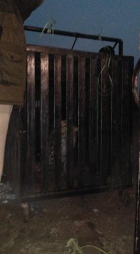 Eventually, in the Chandrapur district, the cannibals of leopard sticks are trapped | अखेर चंद्रपूर जिल्ह्यातील नरभक्षी बिबट्या अडकला जाळ्यात Eventually, in the Chandrapur district, the cannibals of leopard sticks are trapped | अखेर चंद्रपूर जिल्ह्यातील नरभक्षी बिबट्या अडकला जाळ्यात