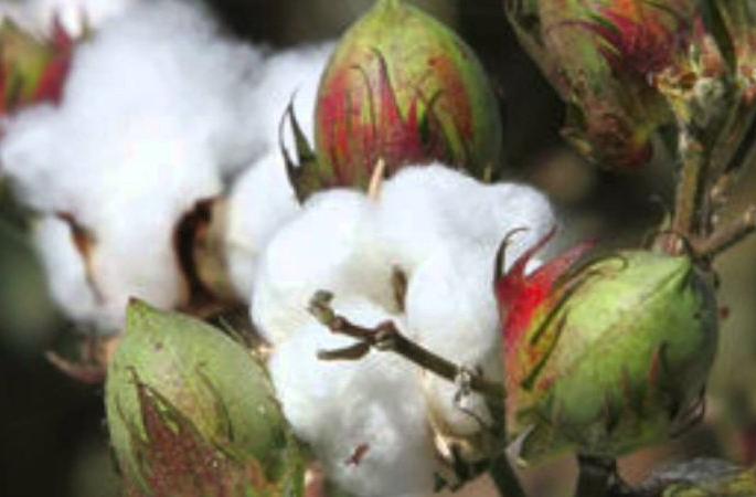The pink bollworm on cotton farmers | कापूस उत्पादक शेतकऱ्यांवर गुलाबी बोंडअळीचे सावट The pink bollworm on cotton farmers | कापूस उत्पादक शेतकऱ्यांवर गुलाबी बोंडअळीचे सावट