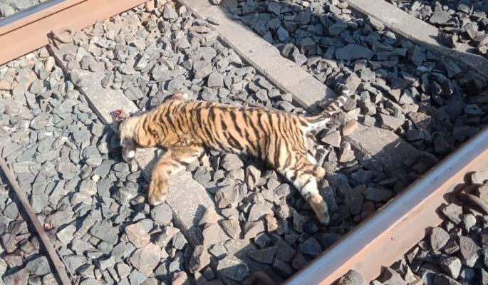 Two bulls of tigers killed in Chandrapur district and killed two calves | चंद्रपूर जिल्ह्यात रेल्वेखाली येऊन वाघाचे तीन बछडे ठार Two bulls of tigers killed in Chandrapur district and killed two calves | चंद्रपूर जिल्ह्यात रेल्वेखाली येऊन वाघाचे तीन बछडे ठार