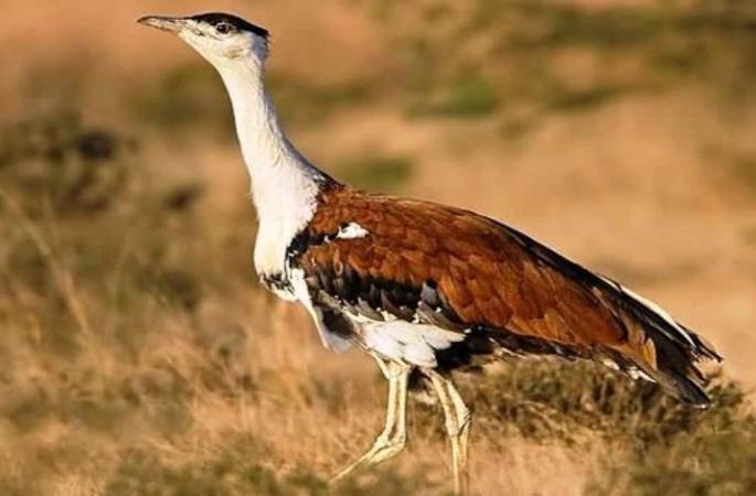 Maldhok bird ignored by forest department | वन विभागाच्या दुर्लक्षपणामुळे माळढोक संवर्धन धोक्यात Maldhok bird ignored by forest department | वन विभागाच्या दुर्लक्षपणामुळे माळढोक संवर्धन धोक्यात